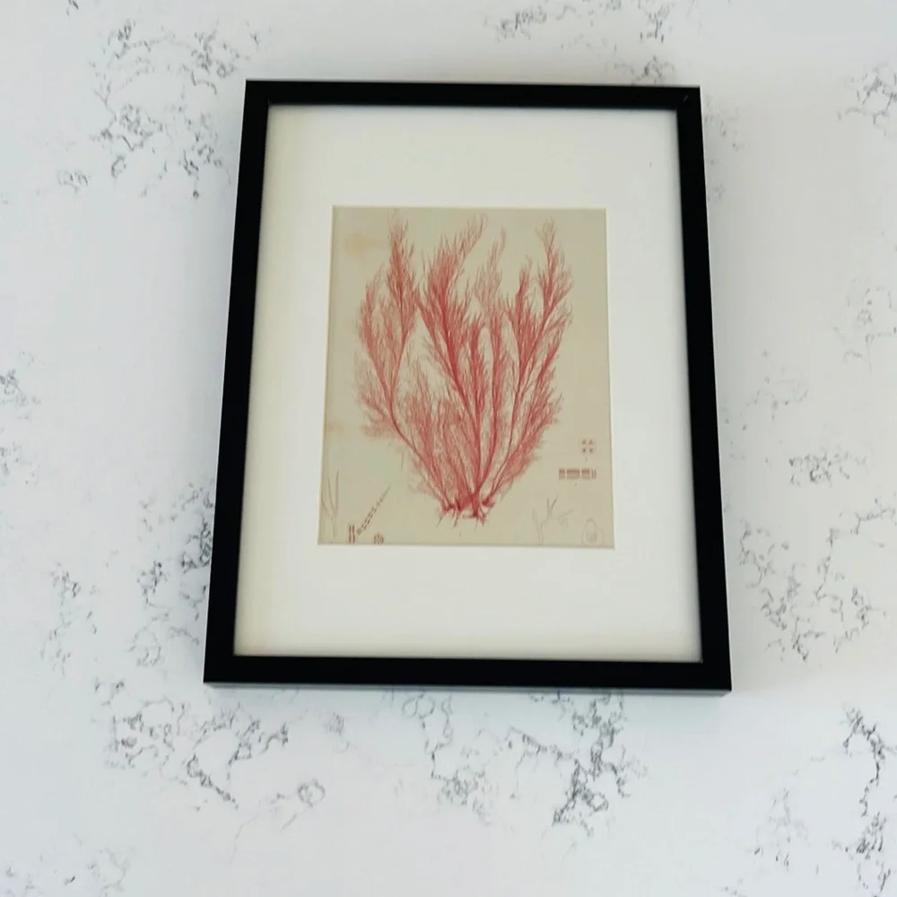 IKEA Minimalist Coral Wall Decor